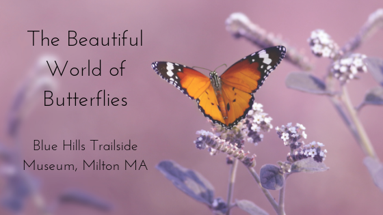 The Beautiful World of Butterflies
